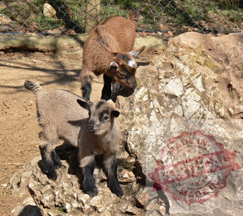 Two playful baby goats climbing rocks outdoors | Baby goats standing on rocks in a sunny outdoor farm showing their playful nature - Realisiert mit Pictrs.com