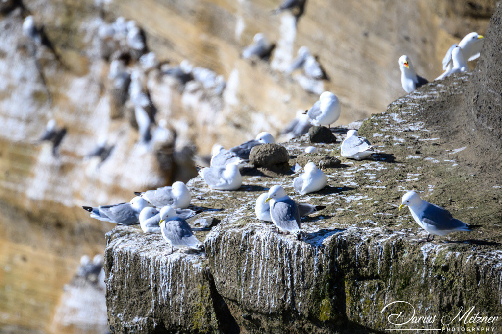 Westisland | Westisland