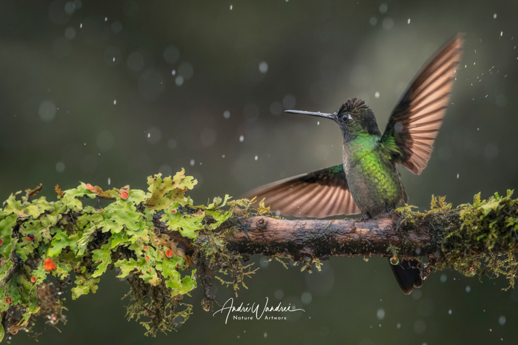 Kristallflügel im Regen | Andre Wandrei - Nature Artworx - Realisiert mit Pictrs.com