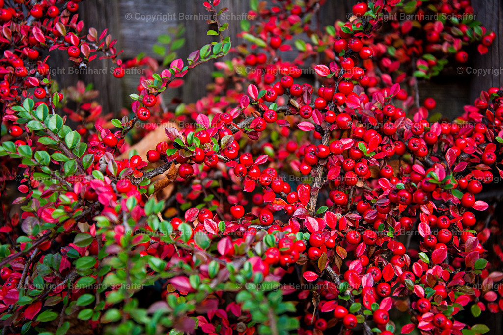 Vogelbeerenstrauch | Strauch roter Vogelbeeren vor Holzhintergrund. - Realisiert mit Pictrs.com