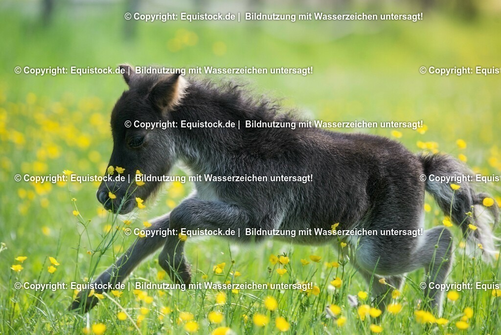 20150507_Fohlen_0012 | equistock