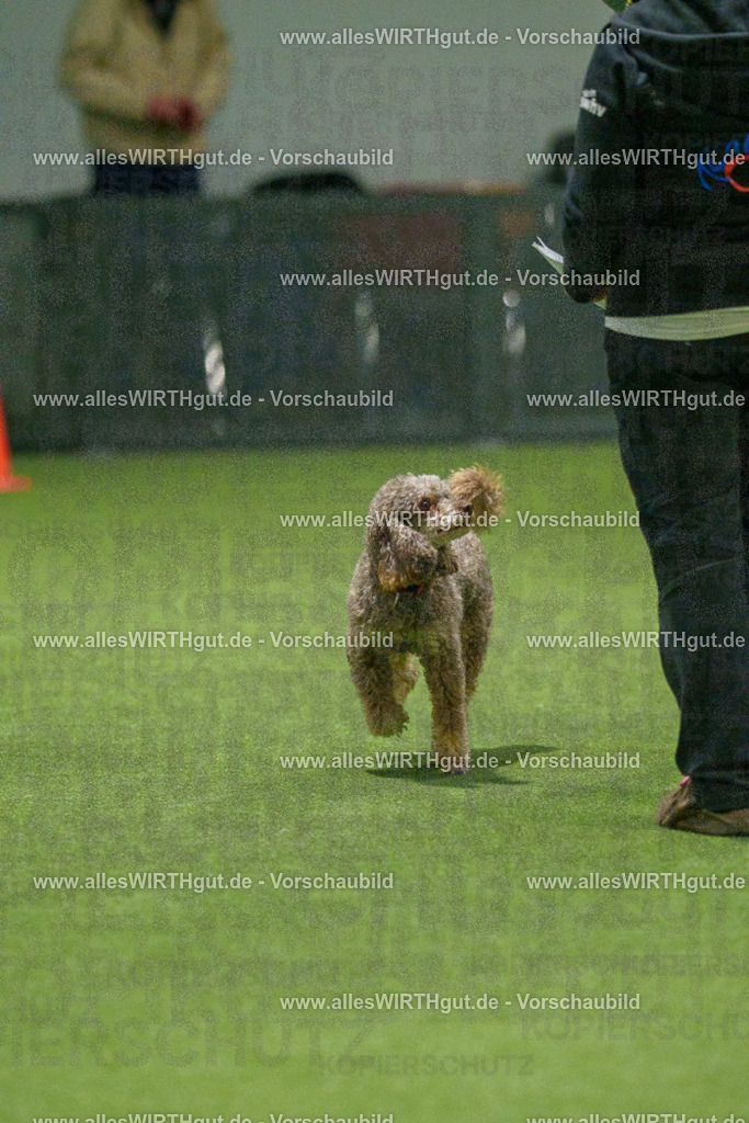 7R509182 | Professionelle Tierfotografie in Mönchengladbach von Daniel Wirth (allesWIRTHgut). Liebevolle & natürliche Bilder von Hunden & Katzen für unvergessliche Erinnerungen.