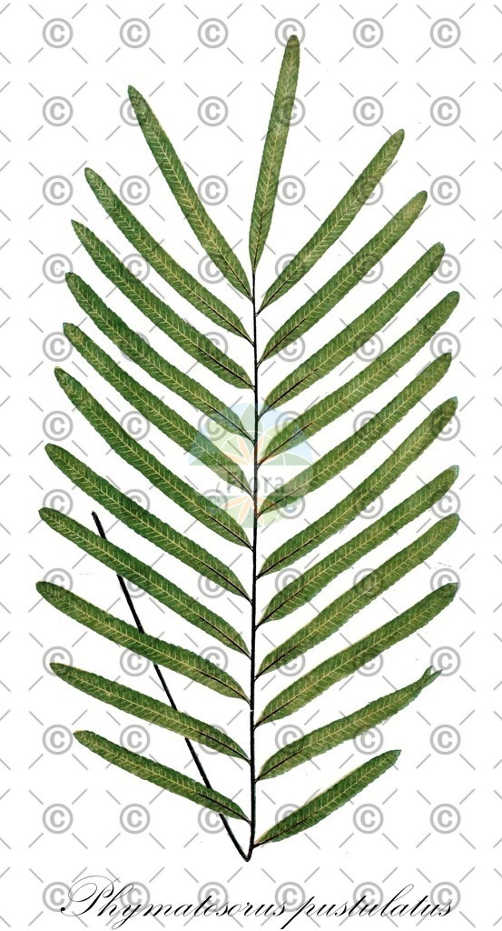HistAbb_wfo-0001024532_1_ENZY_Simple | Historische Abbildung von Phymatosorus pustulatus - Polypodiaceae | Historical Illustration of Phymatosorus pustulatus - Polypodiaceae