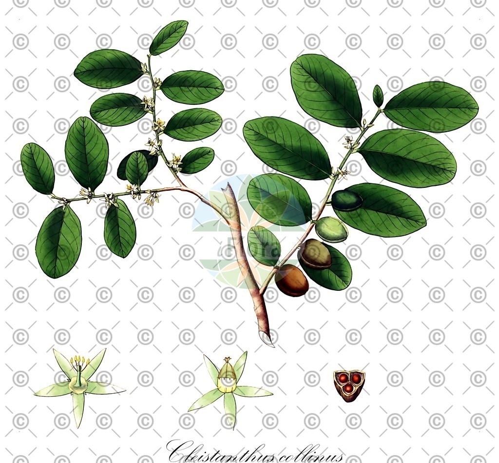 HistAbb_wfo-0000878115_1_ENZY_Simple | Historische Abbildung von Cleistanthus collinus - Phyllanthaceae | Historical Illustration of Cleistanthus collinus - Phyllanthaceae