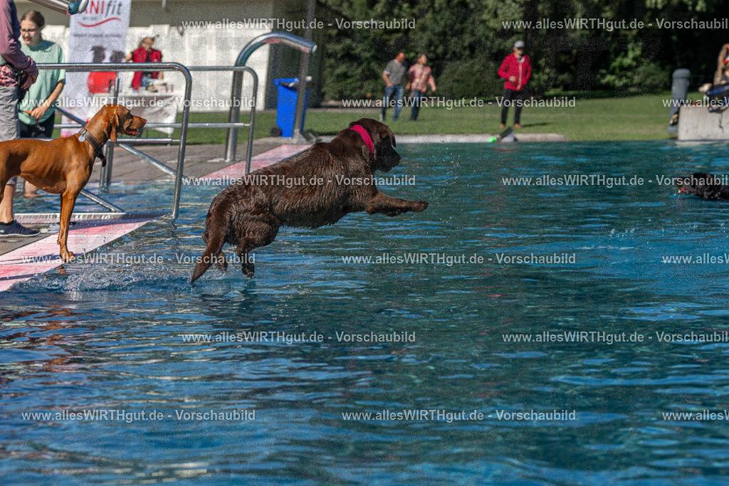 Hundeschwimmen_Volksbad_2026-allesWIRTHgut_Tierfotografie-2609061136-FAY06260 | Professionelle Tierfotografie in Mönchengladbach von Daniel Wirth (allesWIRTHgut). Liebevolle & natürliche Bilder von Hunden & Katzen für unvergessliche Erinnerungen.