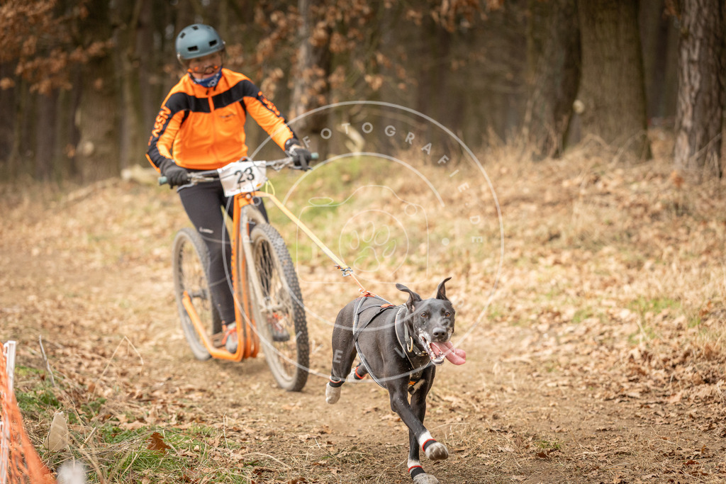 Pfotenfotografie_DV3A4154 | Hundefotografie, Tierfotograf, Pfotenfotografie, Fotoshooting Hund, Hunde Portrait, Hundesport, Hundeportraits, Heideshooting, Hunde, Sportfotograf, Hundefotograf, Turnierhundsport, THS,  - Realisiert mit Pictrs.com