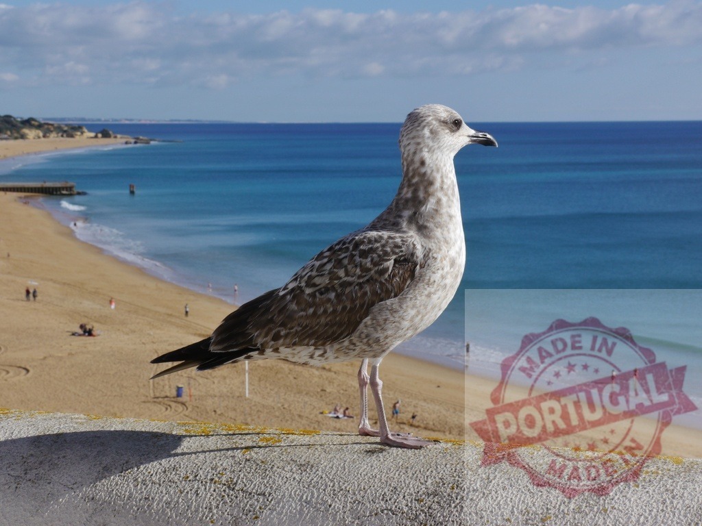 Seagull standing on wall overlooking Albufeira beach Portugal | Seagull standing on a wall with a vast blue ocean and sunny sandy beach in the background - Realized with Pictrs.com