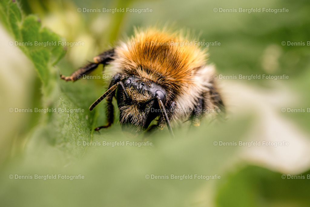 Hummel 2 | Entdecken Sie Natur, Makro und Tierfotografie von Dennis Bergfeld.Besondere Momente und Details der Natur, hochwertig als Foto und Wandbild erhältlich. - Realisiert mit Pictrs.com