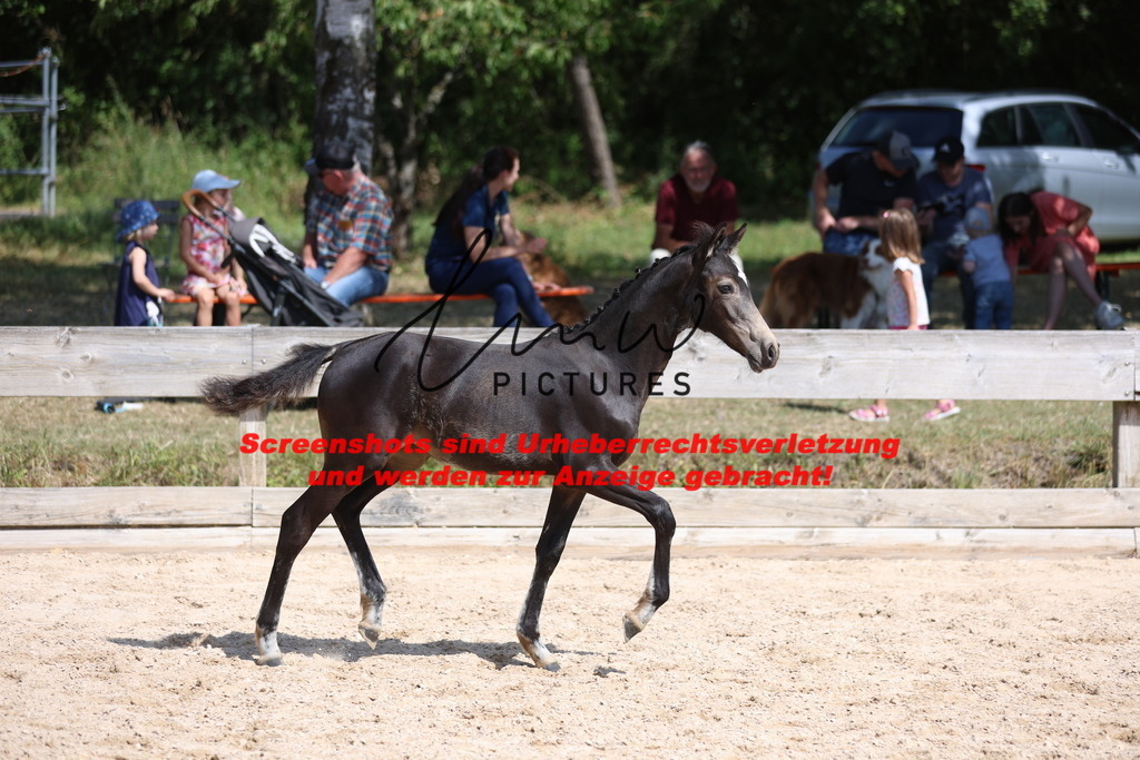Fohlenschau_Schwäbisch_Hall_Ponys_KN 48_12 | lmwpictures - Realisiert mit Pictrs.com