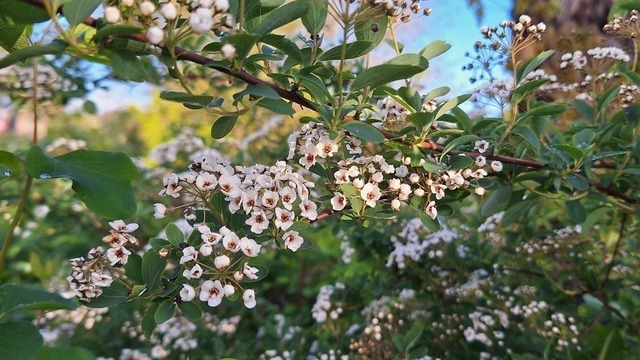 Gamander_Spierstrauch | Verkauf von Fotos und  Videoclips zumThema Natur.Motive sind Pflanzen, Tiere, Landschaftenund Wetter - Realisiert mit Pictrs.com