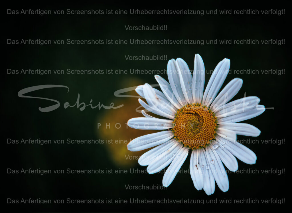 Wandbild Margerite | People- und Tierfotografie, Imageaufnahmen, Veranstaltungsfotografie und Wandbilder aus der Natur ★ Made in Germany ✔️ Druck + Downloads ✔️ Naturfotografie in Top Qualität ★ schneller Versand, weltweite Lieferung! - Realisiert mit Pictrs.com