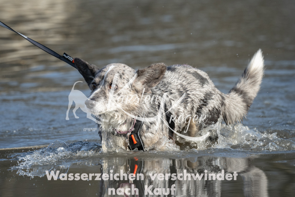 1522_ZZ91547 | kk-dogfotos