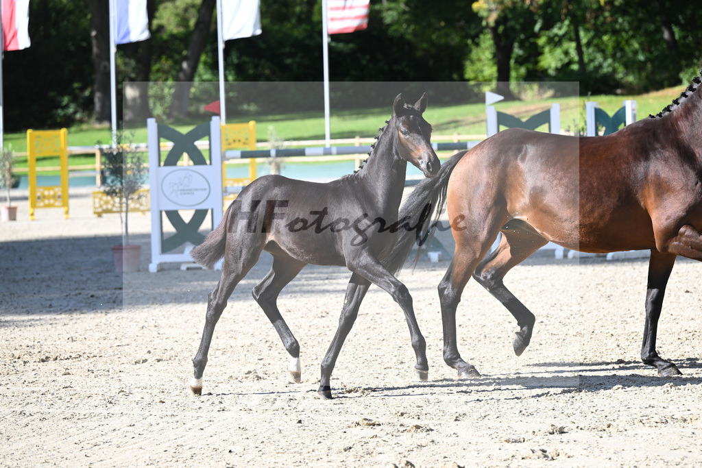 Fohlenauktion Next Chance_49220348 | hf-fotografie - Realisiert mit Pictrs.com