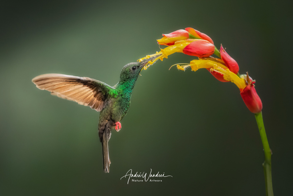 Im Herz der Blüte | Andre Wandrei - Nature Artworx - Realisiert mit Pictrs.com