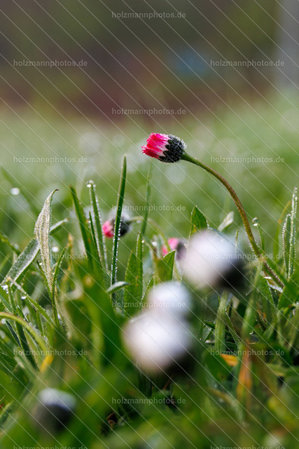 _MG_0593 | Fotograf Leipzig für Hochzeiten, Familienfeste & Porträts. Persönlich, ehrlich & echt – Emotion im Fokus. Jetzt Fotoshooting bei Holzmannphotos buchen!