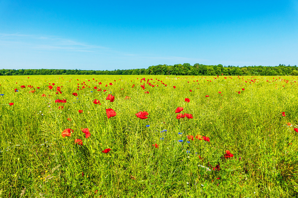 Rapsfeld mit Mohnblumen bei Hinrichsdorf | Rapsfeld mit Mohnblumen bei Hinrichsdorf.              