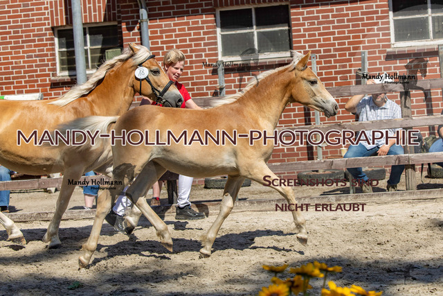 Badbergen RR-702 | mandyhollmannphotographie