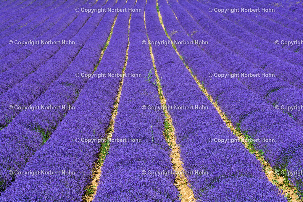 Reisefotografie - Frankreich - Provence | Lavendelfelder bei Ferrassiers in der französischen Provence. - Realisiert mit Pictrs.com