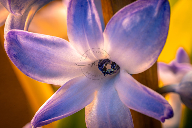 Die Blüte einer lila Hyazinthe | Professionelle Natur- & Landschaftsfotos als Poster, auf Leinwand & viele mehr. Wähle aus einer Vielzahl an Formaten & Materialien Dein perfektes Bild. - Realisiert mit Pictrs.com