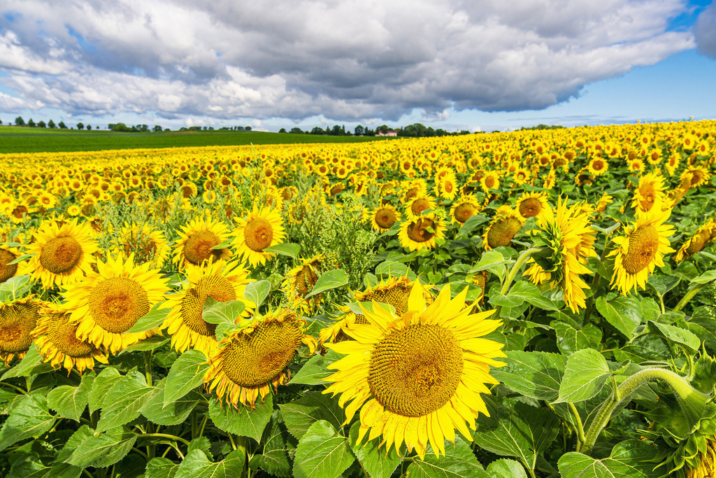 Sonnenblumenfeld zwischen Stäbelow und Clausdorf bei Rostock | Sonnenblumenfeld zwischen Stäbelow und Clausdorf bei Rostock.