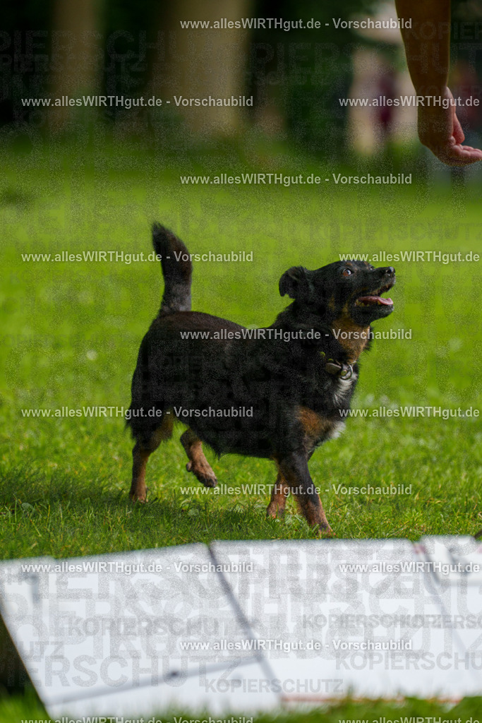 @allesWIRTHgut_Tierfotografie - www.allesWIRTHgut.de - 090138-7R506422 | Professionelle Tierfotografie in Mönchengladbach von Daniel Wirth (allesWIRTHgut). Liebevolle & natürliche Bilder von Hunden & Katzen für unvergessliche Erinnerungen.