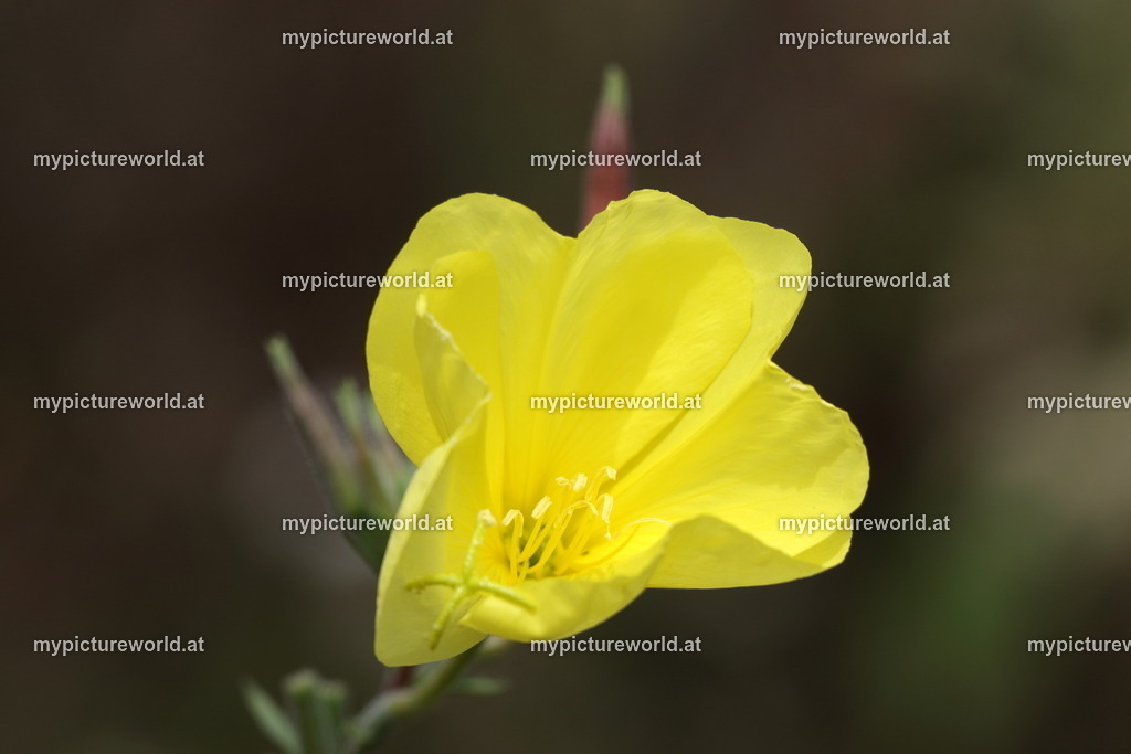 Gemeine Nachtkerze-006 | Das Bilderarchiv über Tiere, Planzen und Landschaften. In der Bilddatenbank finden Sie ein große Auswahl an hochwertigen Bilder für Ihre Werbung - Realisiert mit Pictrs.com