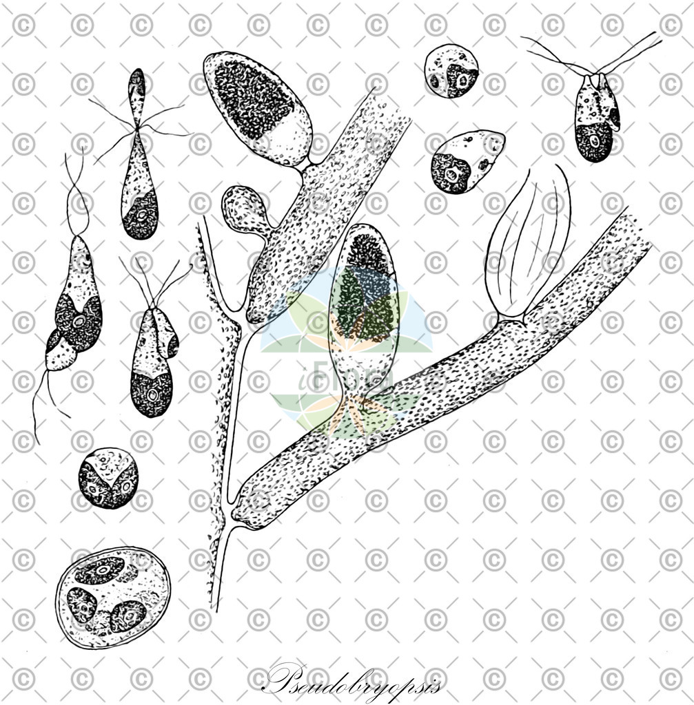 HistAbb_wfo-0001217174_1_ENZY_Simple | Historische Abbildung von Pseudobryopsis - Bryopsidaceae (0) | Historical Illustration of Pseudobryopsis - Bryopsidaceae (0)