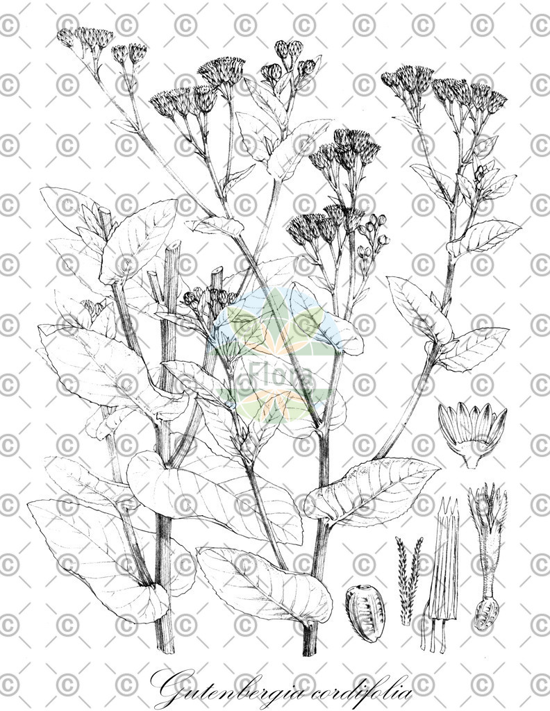 HistAbb_wfo-0000123086_1_ENZY_Simple | Historische Abbildung von Gutenbergia cordifolia - Asteraceae | Historical Illustration of Gutenbergia cordifolia - Asteraceae
