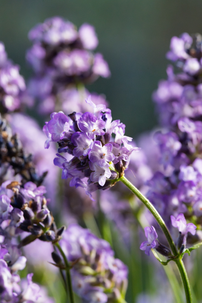 Lavendel | Der beste Duft auf meinem Balkon... - Realisiert mit Pictrs.com