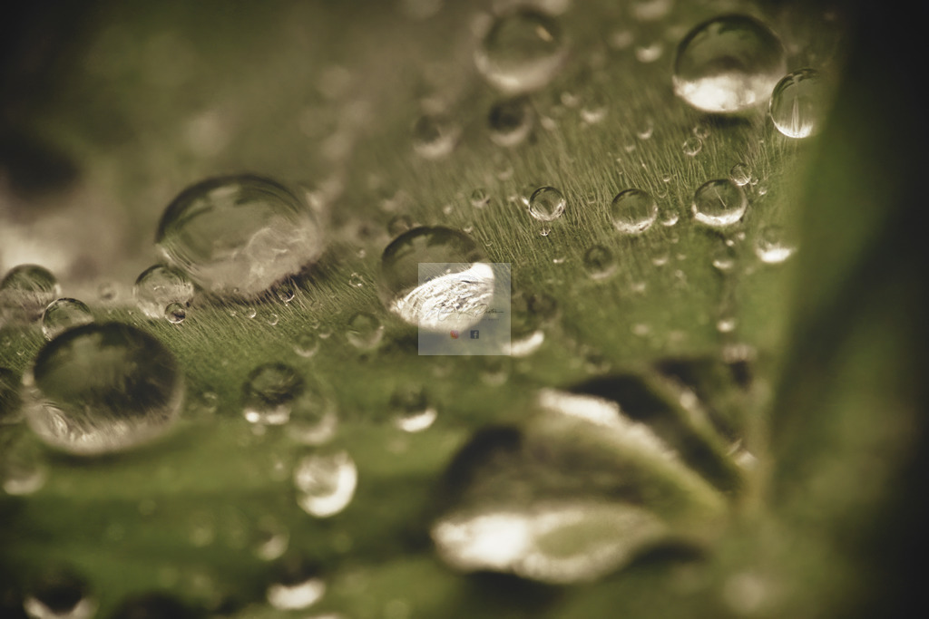 Makro - floral (40) | Buche Fotoshootings und entdecke hochwertige Fotoprodukte bei Mathias Ku Photos. Personalisiert, kreativ & mit Liebe zum Detail. Jetzt informieren! - Realisiert mit Pictrs.com