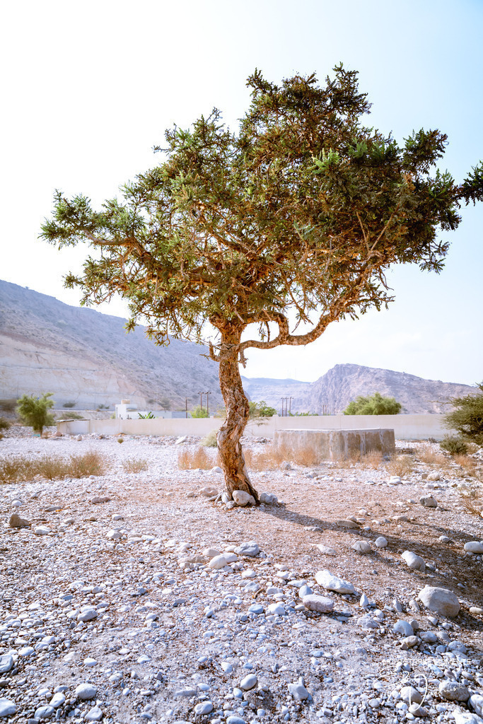 irgendwo zwischen Quriyat und Sur | Herzlich willkommen auf meiner Seite! Ich bin Elke Wallnisch, Deine Fotografin für lichtstarke Momente. Der Name steht für alles, was mich mit der Fotografie verbindet: Das Licht und seine machtvolle Wirkung auf eine Situation oder unsere Stimmung - Realisiert mit Pictrs.com