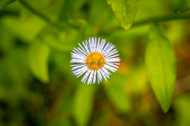 Weiße Blüte vom Berufskraut | Eine kleine weiße Blüte vom Berufskraut - Realisiert mit Pictrs.com