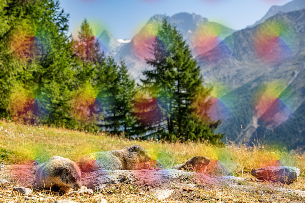 Murmel 4 | FineArtPrint, Hahnemühle, FeeGalerie, Fee Galerie, Fotokunst, Fotografie, Canonphotography, Bergfoto, Matterhorn, Rimpfischhorn, Allalinhorn, Saas-Fee, Wallis, Valais, Switzerland, Bergfotografie