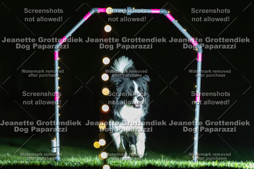 Dog Paparazzi - Hoopers  2025 Kopie | Dog Paparazzi Jeanette Grottendiek Fotografie & Videografie