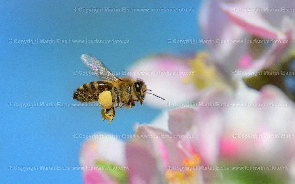 Biene_ELS_2747aa | Altes Land - Aufnahmedatum: 05.05.2012, Aufnahmehöhe:  m, Koordinaten:  - , Bildgröße: 2574 x  1608 Pixel - Copyright 2012 by Martin Elsen, Kontakt: Tel.: +49 157 74581206, E-Mail: info@schoenes-foto.deSchlagwörter: - Realisiert mit Pictrs.com