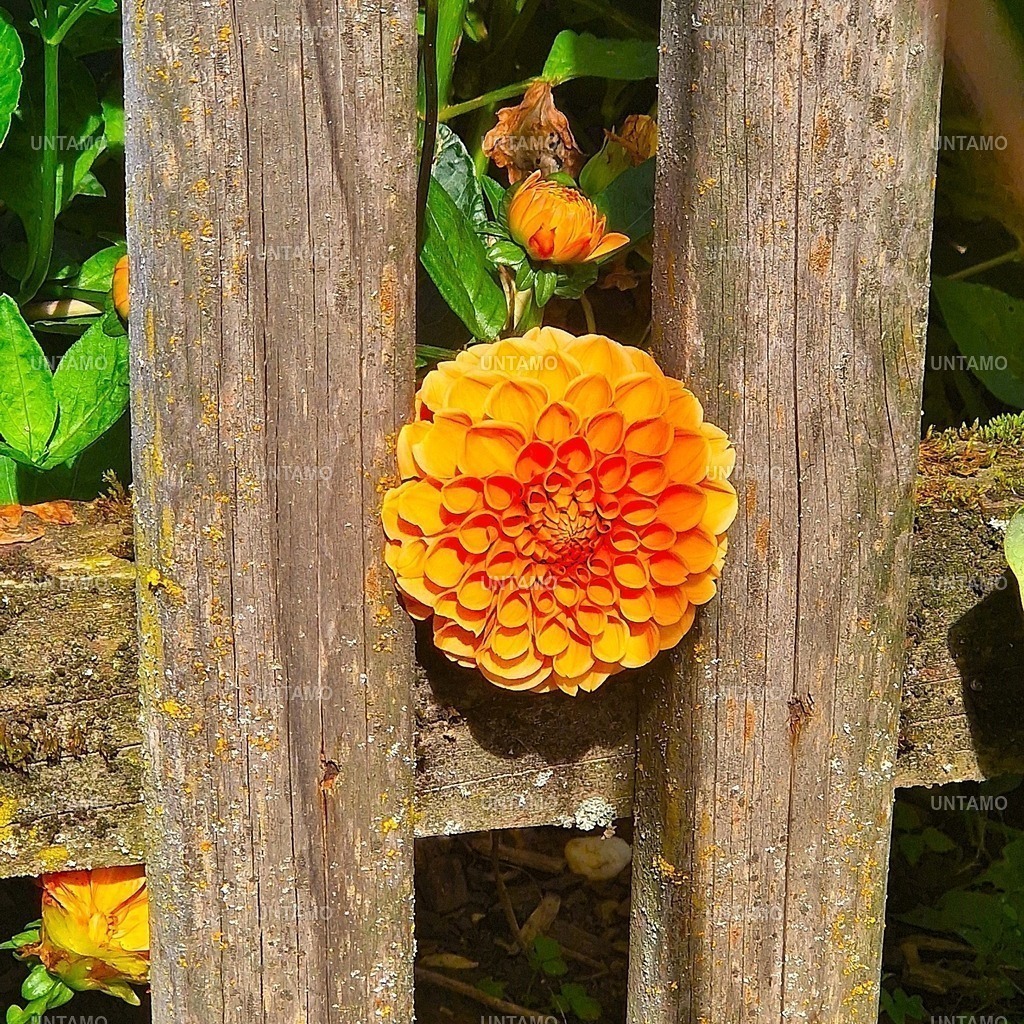Blume Dahlie in Holzzaun Farbe | untamo - Realisiert mit Pictrs.com