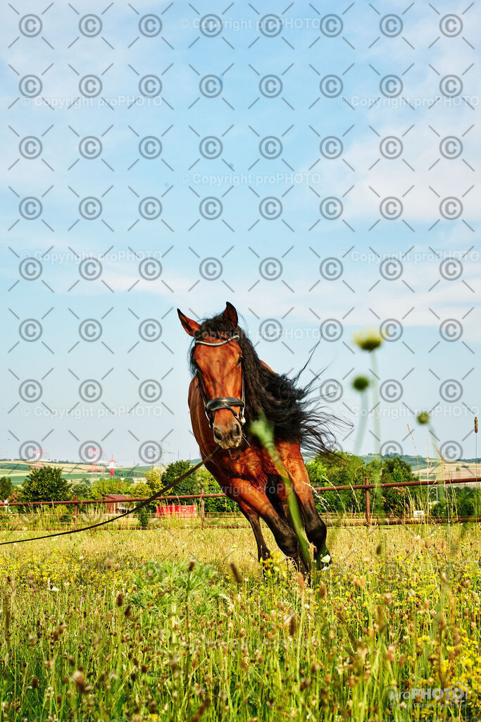 252_202406_Niki-Herodes_NZ9_0126 | proPHOTO - Realisiert mit Pictrs.com