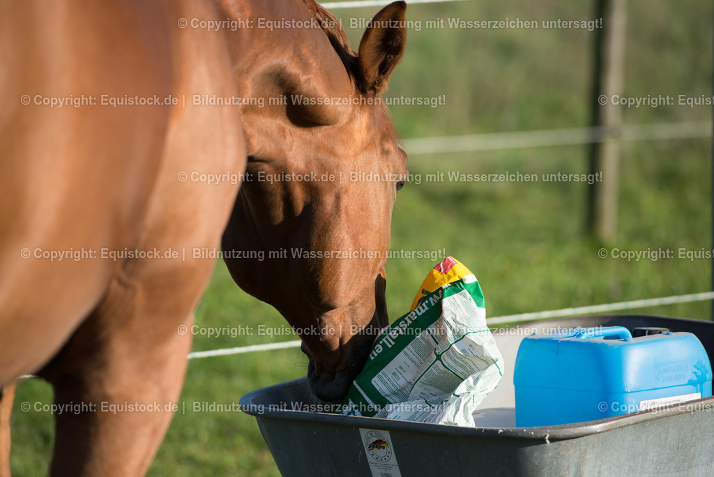 DSC_6883 | equistock