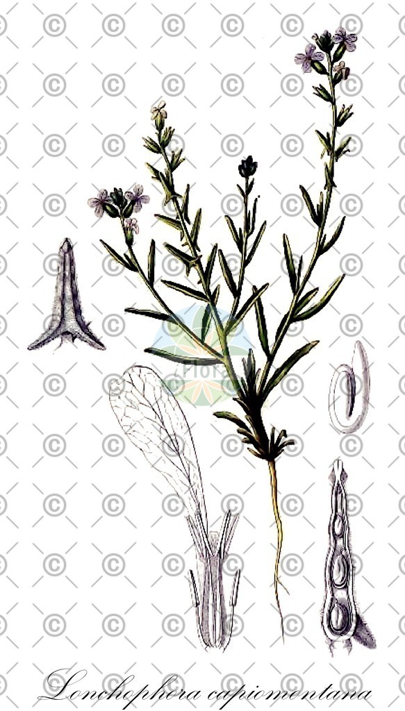 HistAbb_EMP_15368_SRC_Schlechtendal_FLORAD_SIMPLE | Historische Abbildung von Lonchophora capiomontana - Brassicaceae | Historical Illustration of Lonchophora capiomontana - Brassicaceae