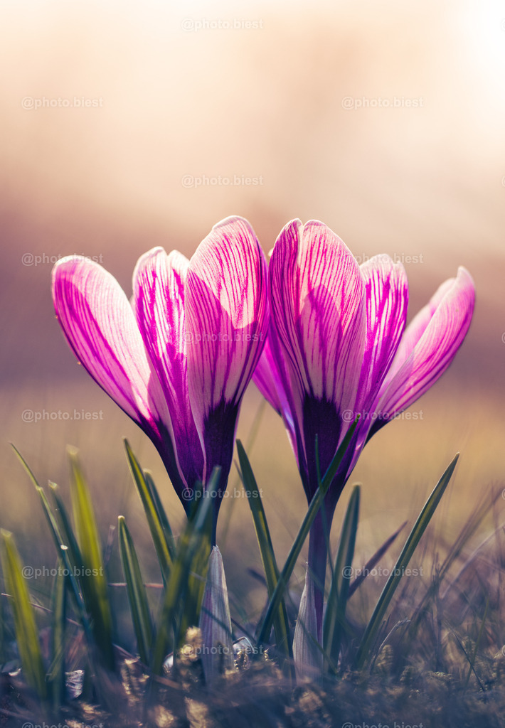 Krokuszweierlei | Zwei sehr schöne Krokusblüten im Sonnenlicht. - Realisiert mit Pictrs.com