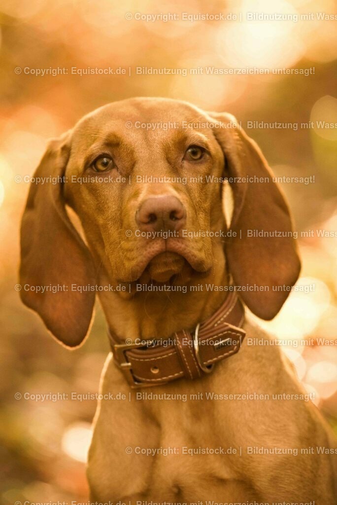 20171101_Hund_0025 | Foto: Thomas Hartig