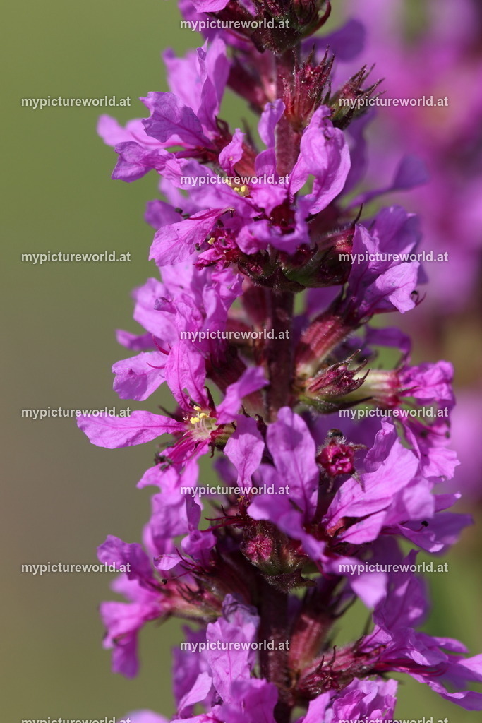 Gewöhnlicher Blutweiderich-001 | Das Bilderarchiv über Tiere, Planzen und Landschaften. In der Bilddatenbank finden Sie ein große Auswahl an hochwertigen Bilder für Ihre Werbung - Realisiert mit Pictrs.com