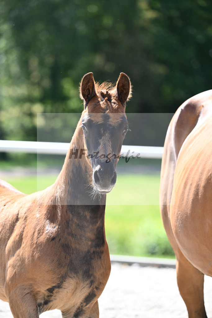 Kat-Nr. 7 HF Nechristo_Zimmermann_16230170 | hf-fotografie - Realisiert mit Pictrs.com