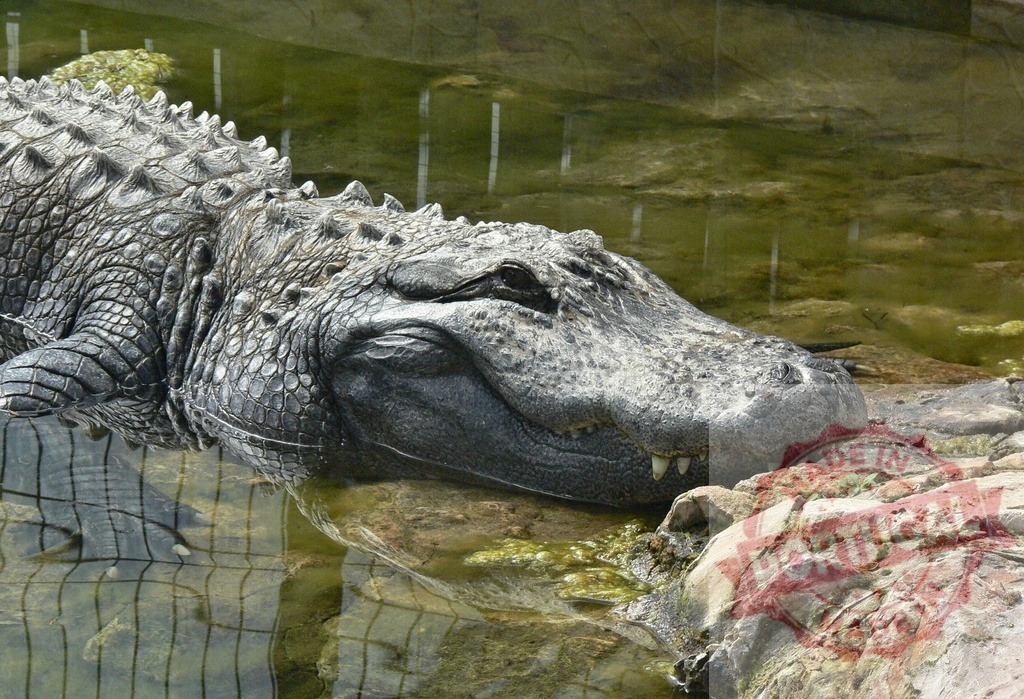 Alligator resting on rocky bank in swamp water | Alligator resting peacefully on a rocky bank next to murky green swamp water - Realized with Pictrs.com