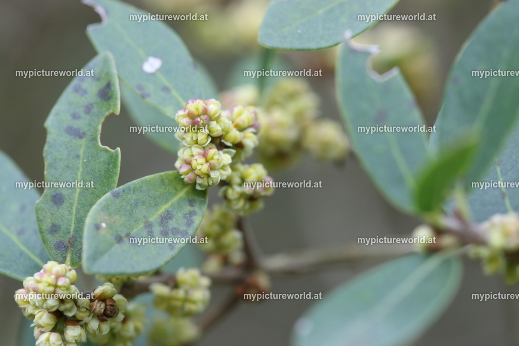 Olivenbaum-012 | Das Bilderarchiv über Tiere, Planzen und Landschaften. In der Bilddatenbank finden Sie ein große Auswahl an hochwertigen Bilder für Ihre Werbung - Realisiert mit Pictrs.com