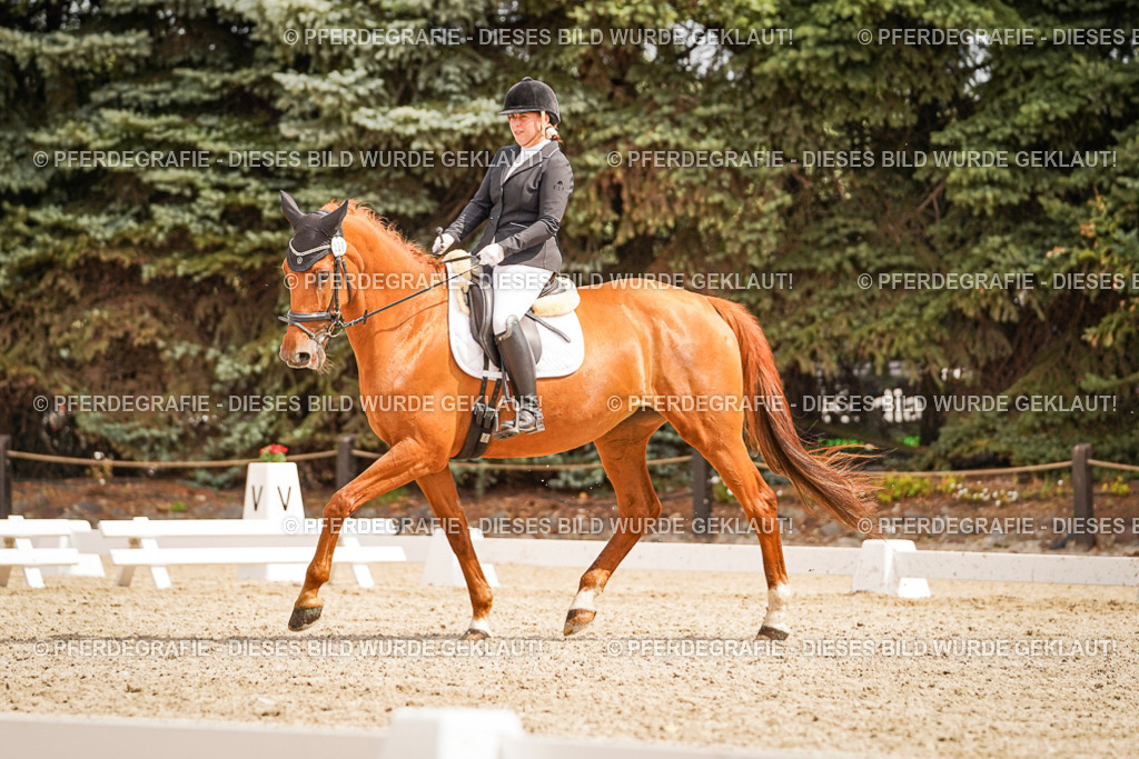 DSC01813 | Pferdegrafie