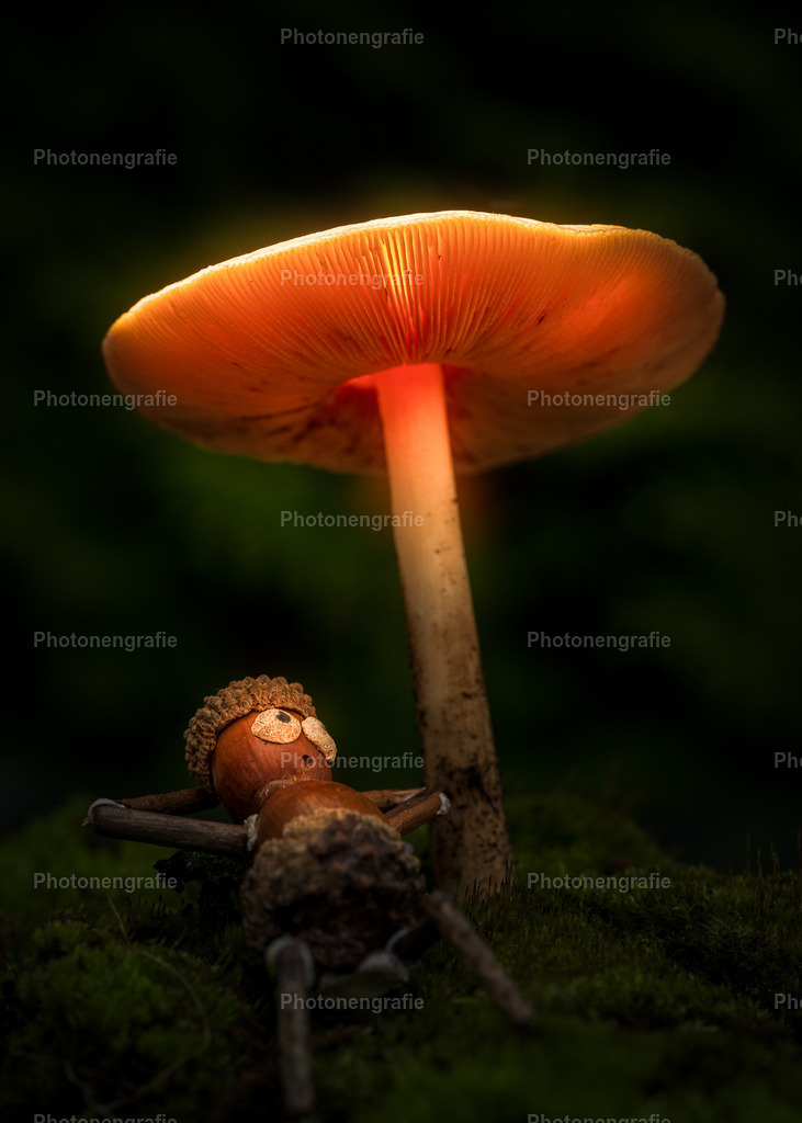 Manni ruht sich aus | Photonengrafie´s Shop - Realisiert mit Pictrs.com