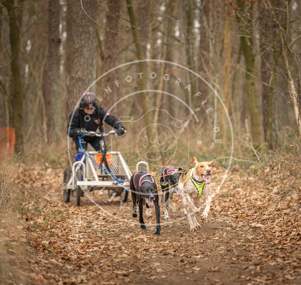 Pfotenfotografie_DV3A8752 | Hundefotografie, Tierfotograf, Pfotenfotografie, Fotoshooting Hund, Hunde Portrait, Hundesport, Hundeportraits, Heideshooting, Hunde, Sportfotograf, Hundefotograf, Turnierhundsport, THS,  - Realisiert mit Pictrs.com