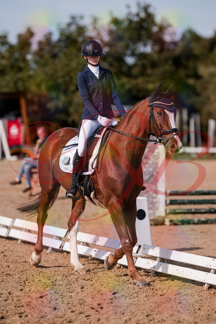 2026_10_03_Siefer-Hof_123444_Z81_32925433 | Professionelle Reitsport-, Turnier- und Eventfotografie von Robert Broda. Galerien mit ausgewählten und bearbeiteten Bildern direkt online ansehen und bestellen.