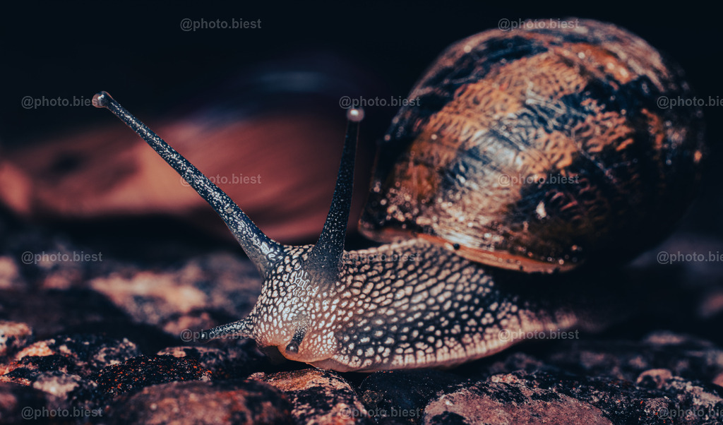 Schneckenkunst | Eine Gefleckte Weinbergschnecke. - Realisiert mit Pictrs.com